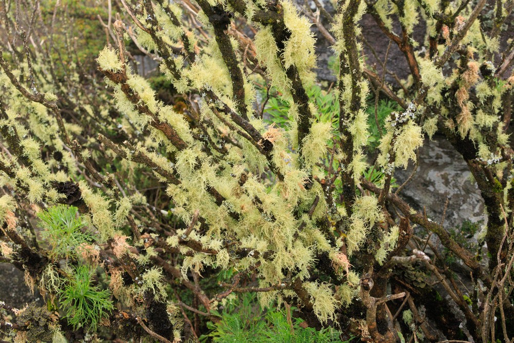 Lichen