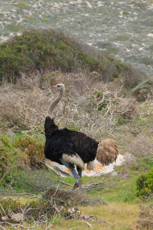 Male Ostrich - Table Mountain NP