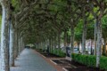 Burgos - London Plane trees grafted together
