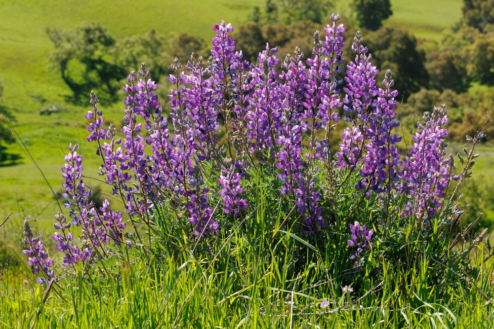 Lupine