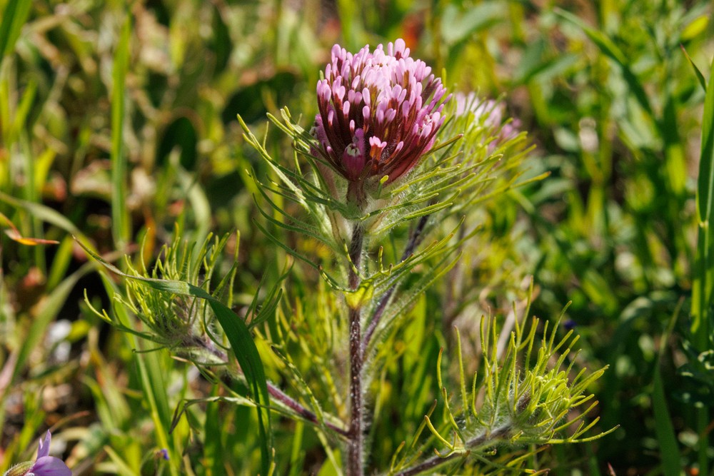 Owls Clover