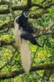 Black-and-white colobus