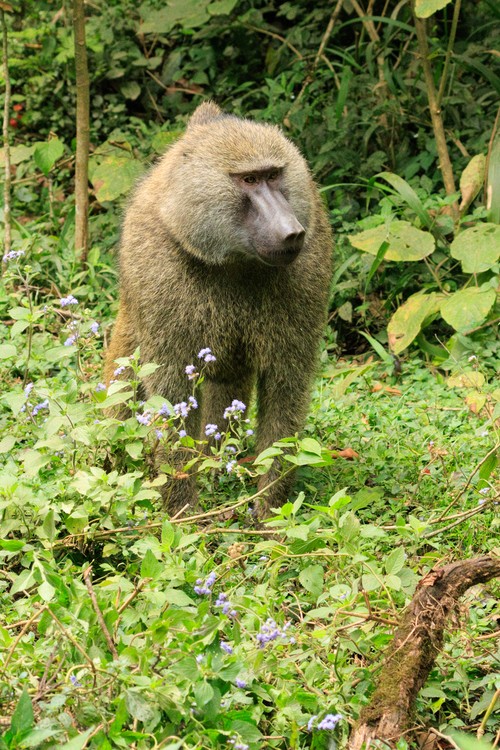 Baboon