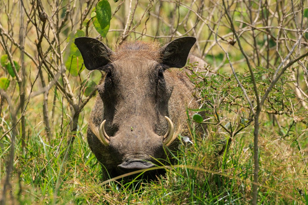Warthog