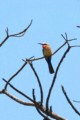 White-fronted bee-eater