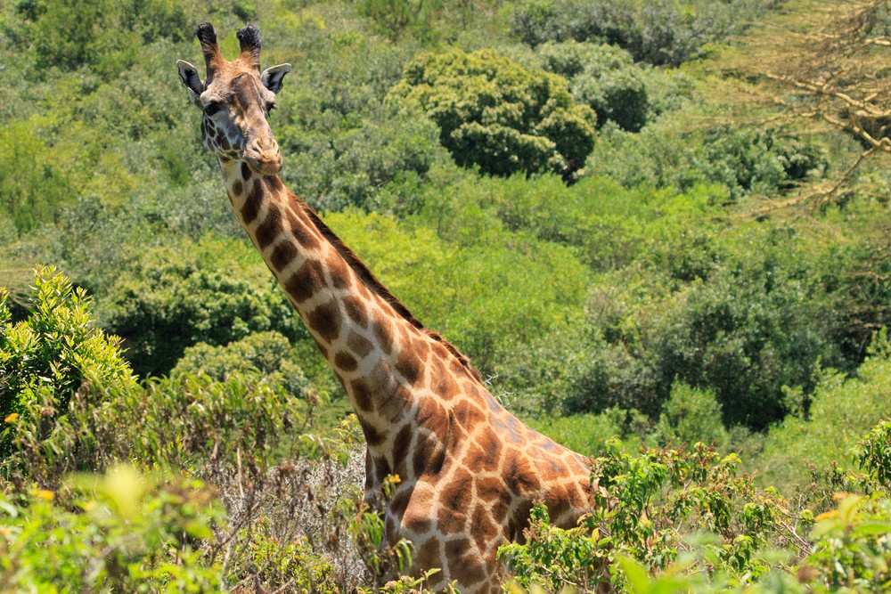 Giraffe