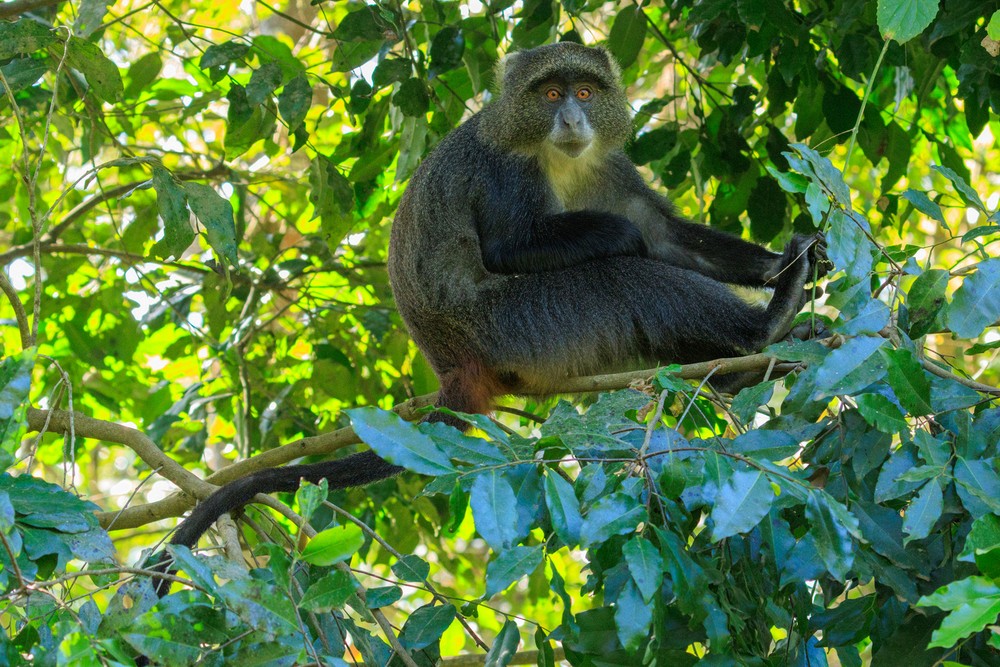 Sykes' monkey