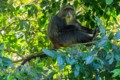Sykes' monkey
