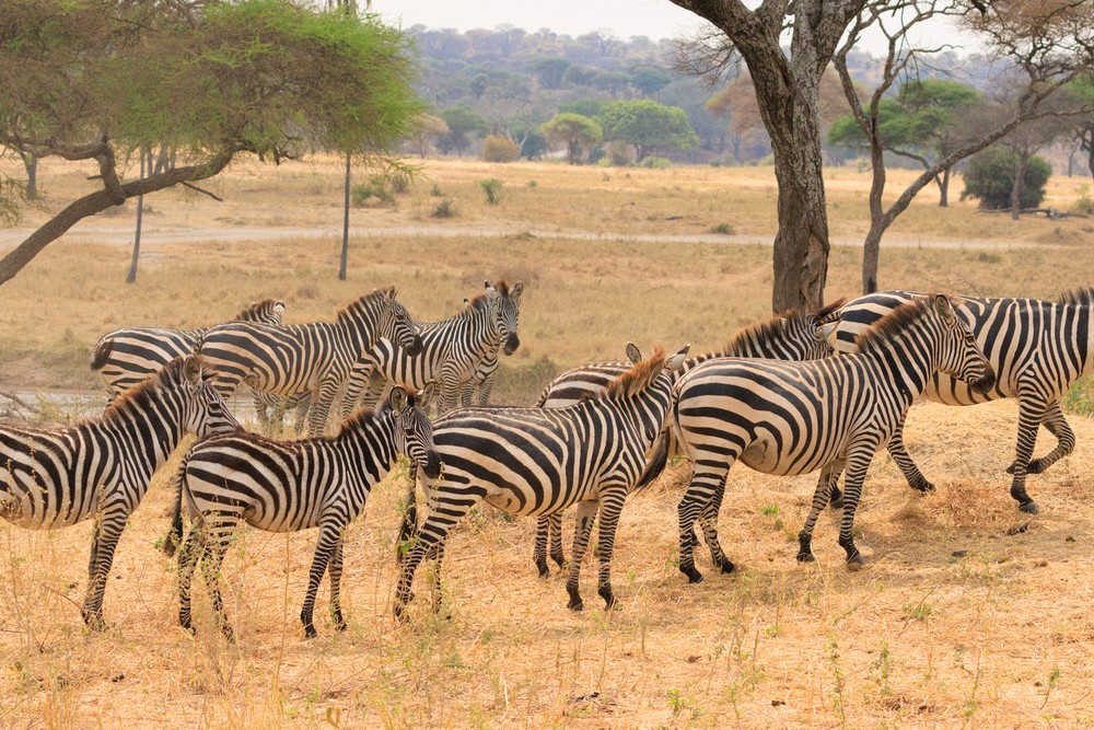 Zebras