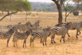 Zebras