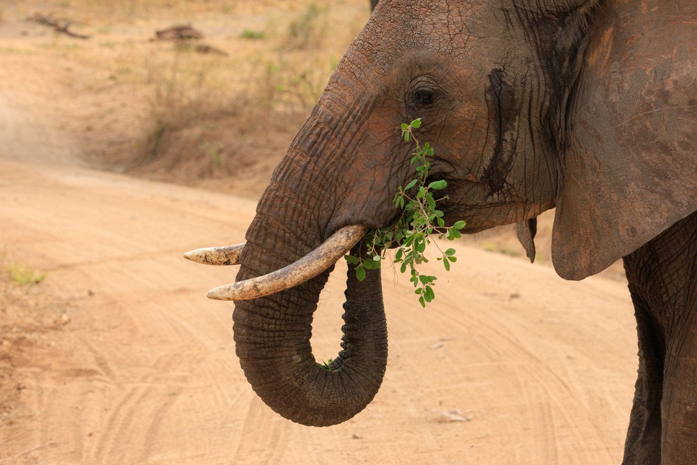 Elephant