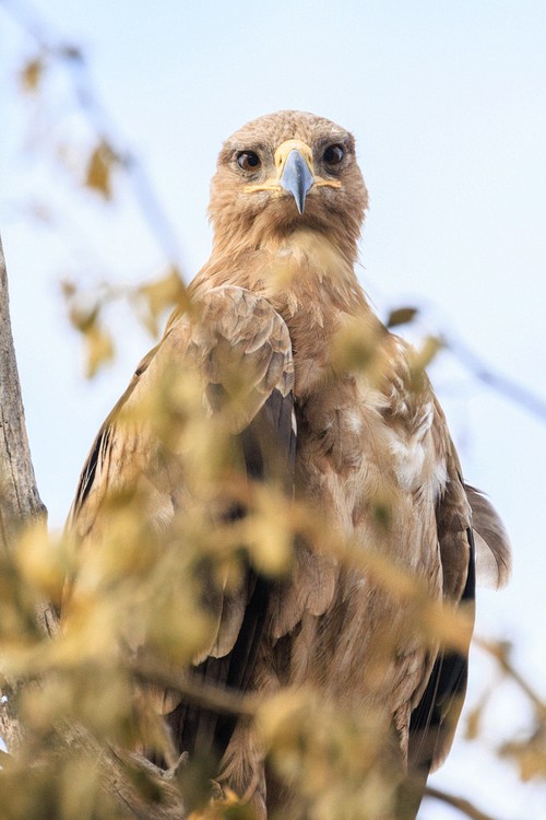 Steppe eagle