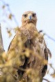 Steppe eagle