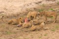 Lions with prey