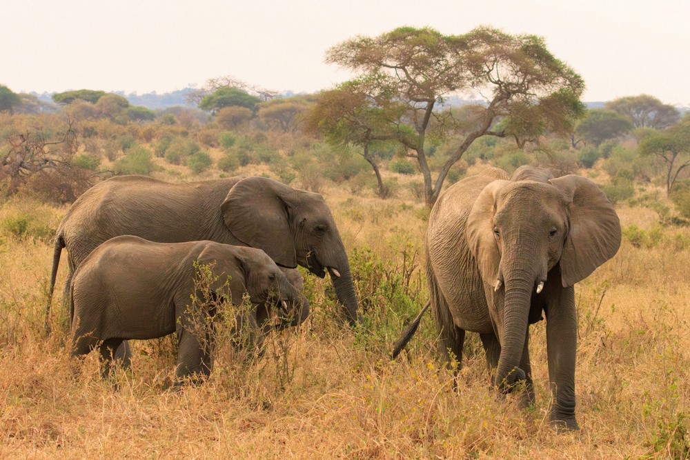 Elephants