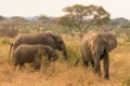 Elephants