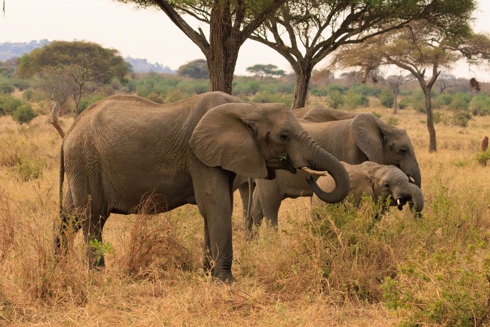 Elephants