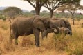 Elephants