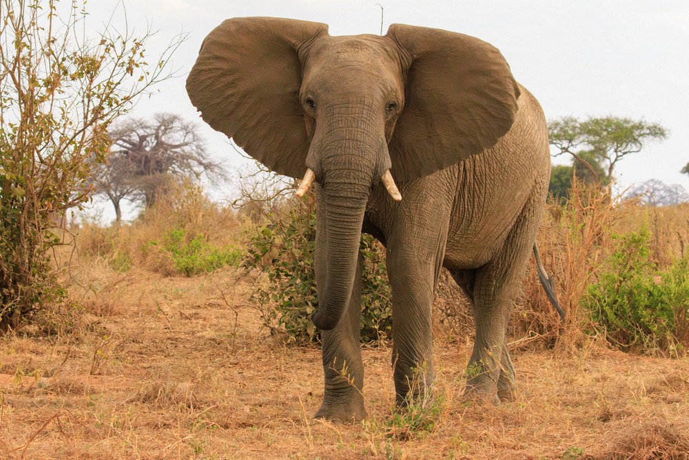 Elephant