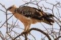 Wahlberg's eagle