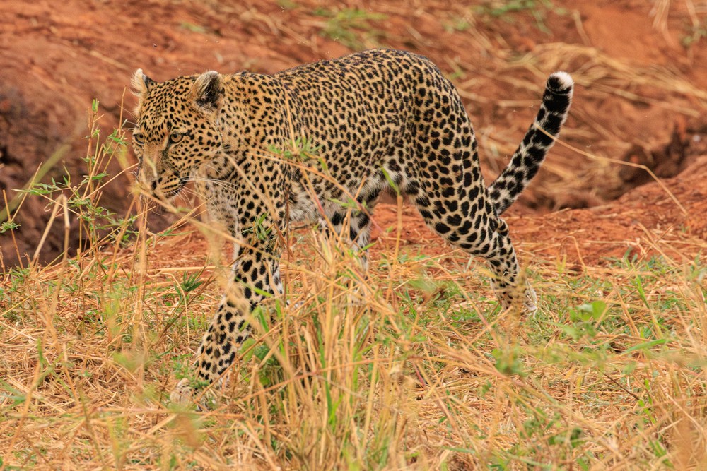 Leopard