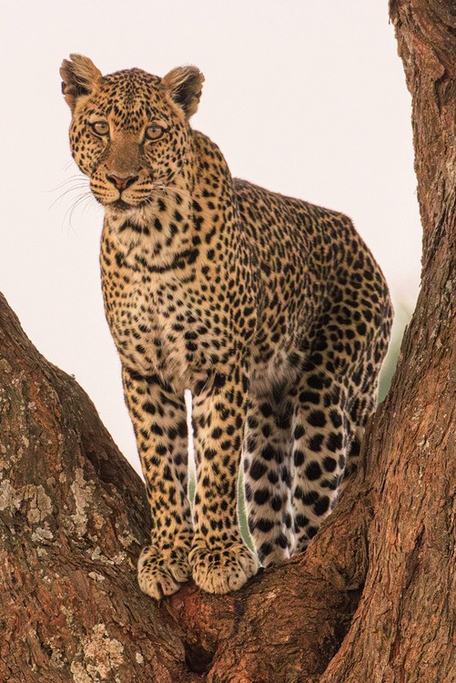 Leopard