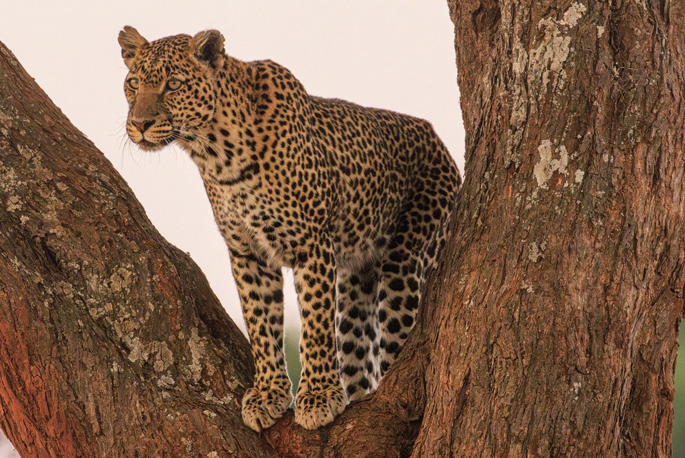Leopard