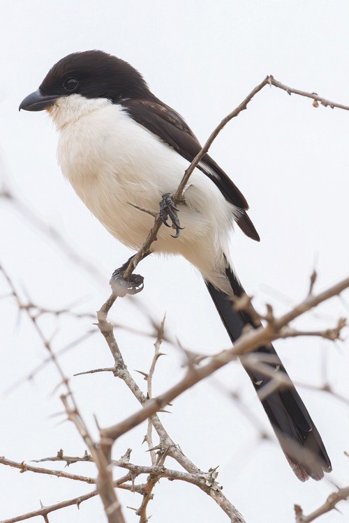 Zanzibar boubou