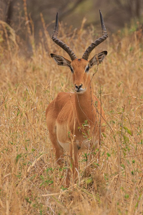 Impala