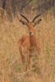 Impala