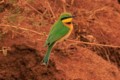 Little bee-eater