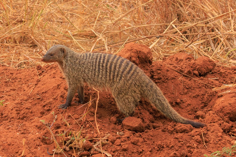 Banded mongoose