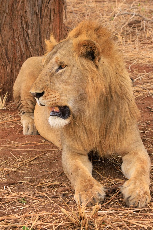 Lion
