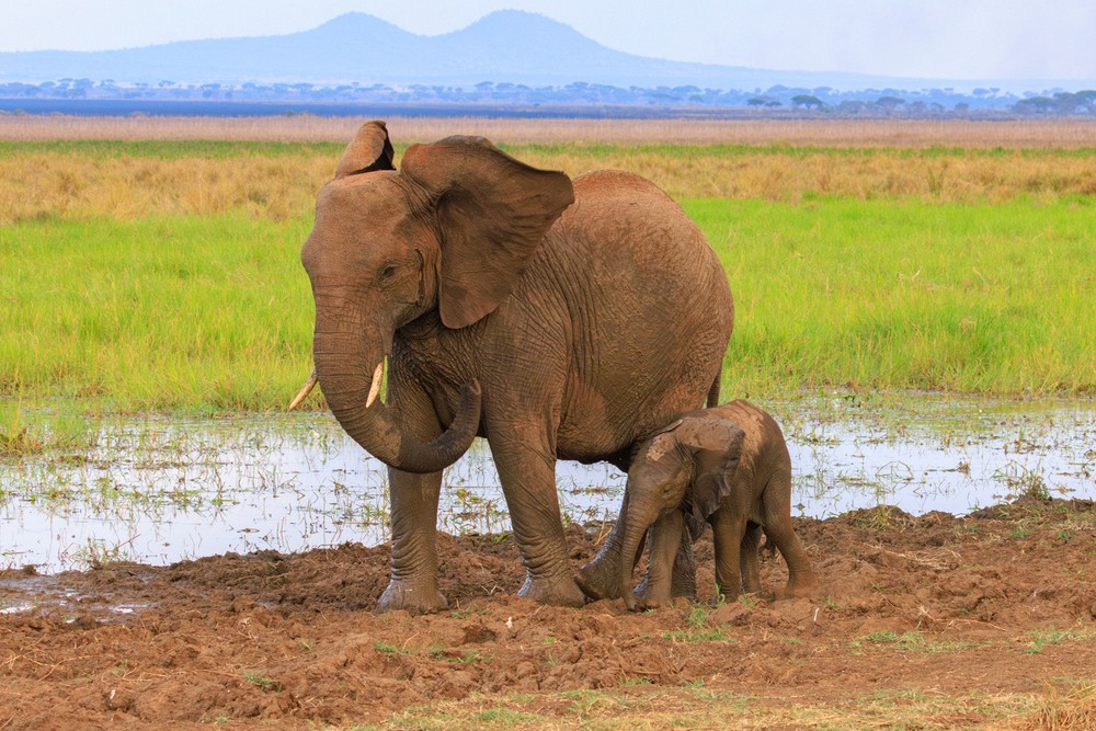 Elephants