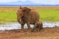 Elephants