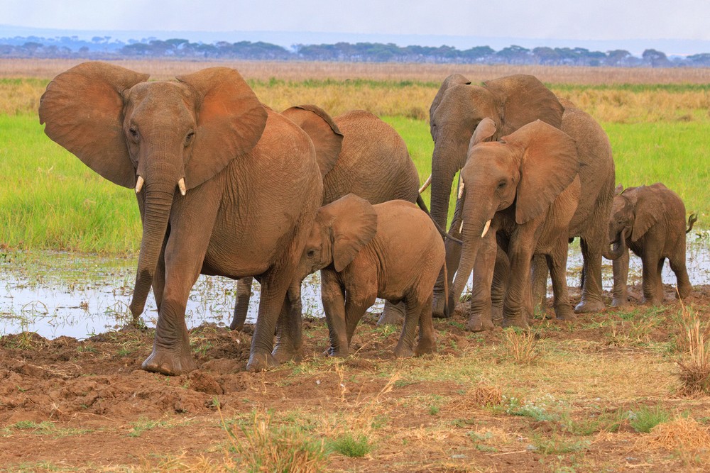 Elephants