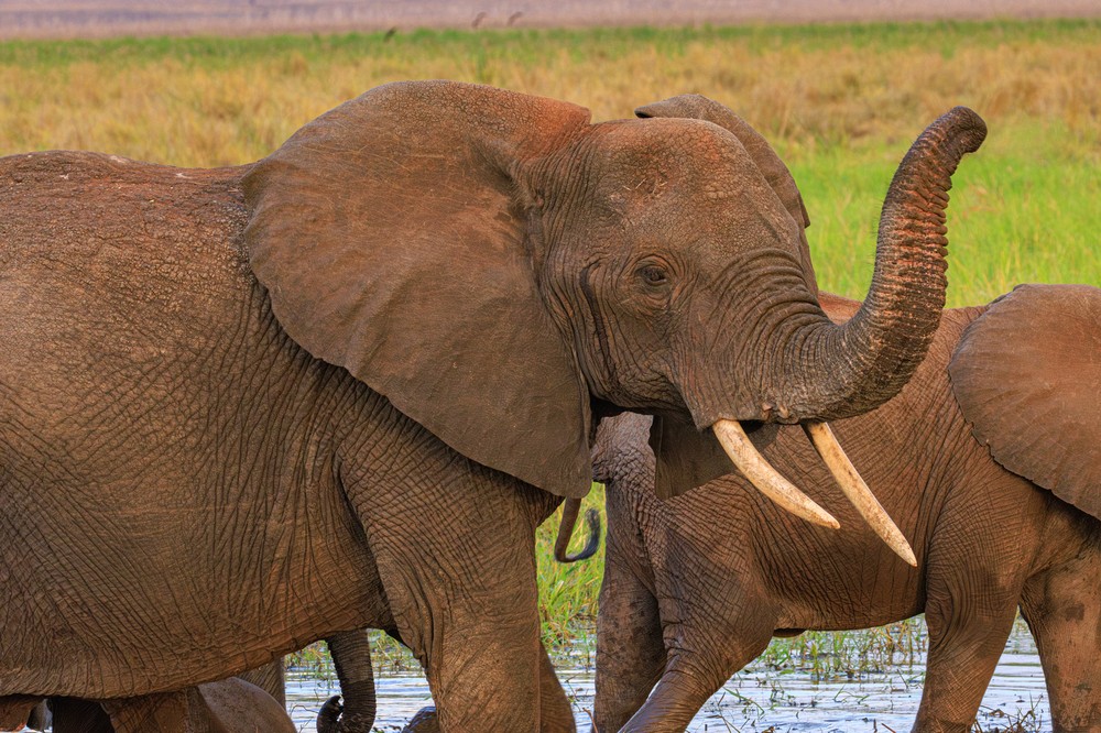Elephants
