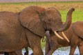 Elephants