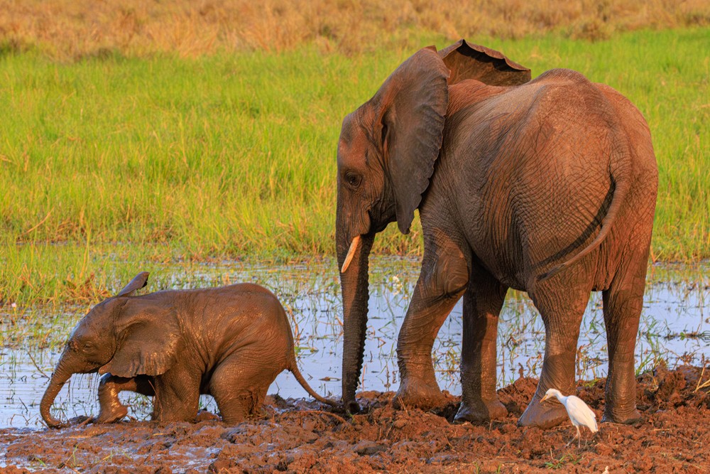 Elephants