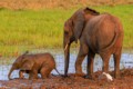 Elephants