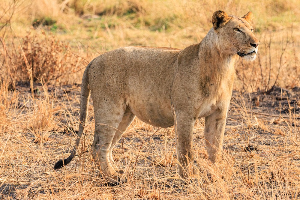 Lion