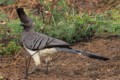 White-bellied go-away-bird