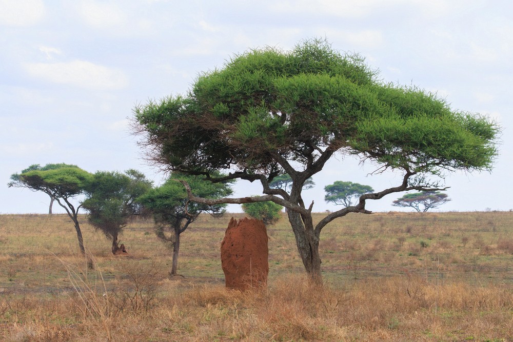 Termite mound