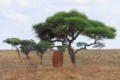 Termite mound
