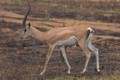 Grant's Gazelle