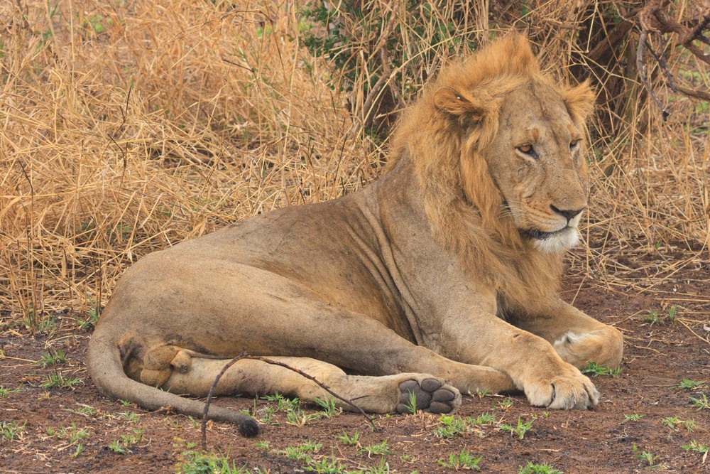 Lion