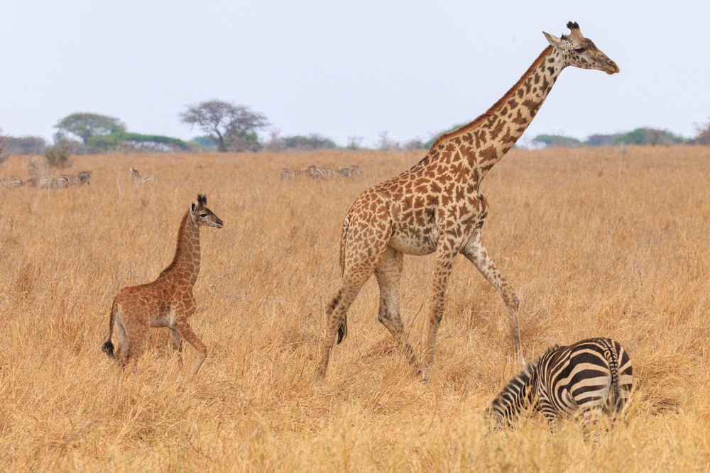 Giraffes
