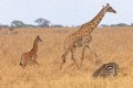 Giraffes