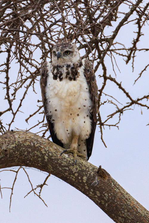 Ayres's hawk-eagle