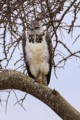 Ayres's hawk-eagle